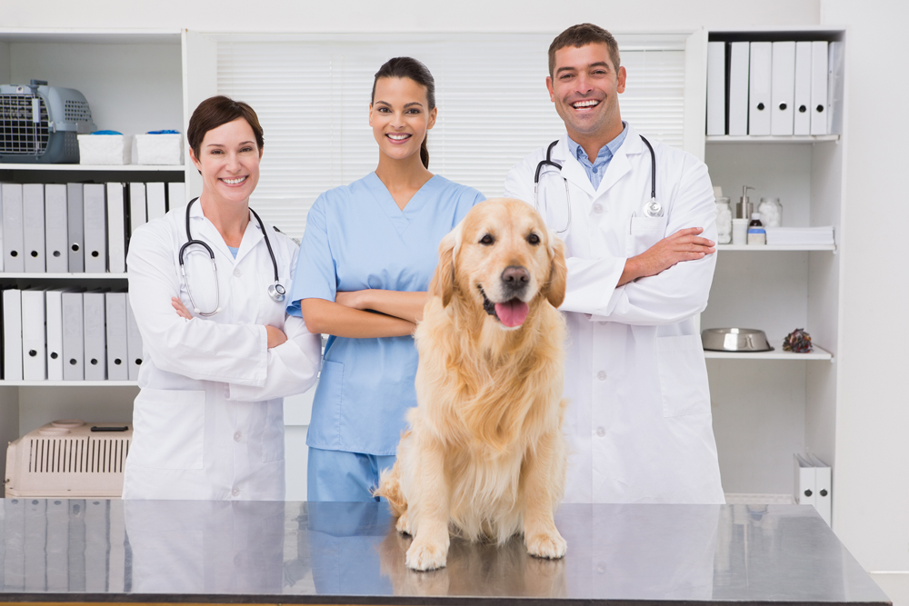 Diagnostics | Allendale Animal Health Center - Veterinarian in {CITY},  {STATE}